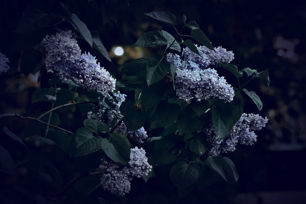 Сиреневая ночь