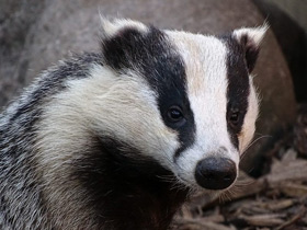 А. Посохов Богатый барсук Басня