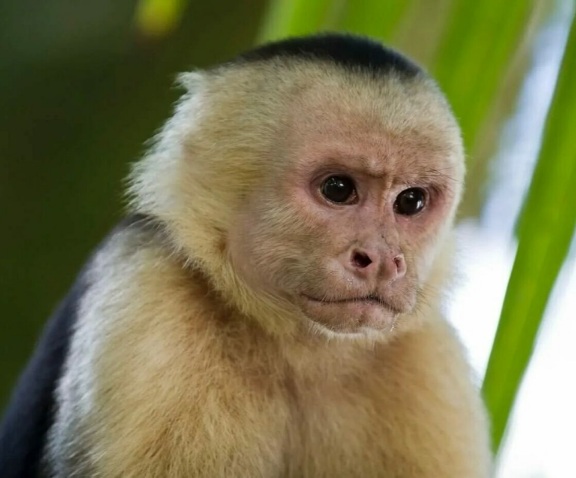 Capuchin Monkey