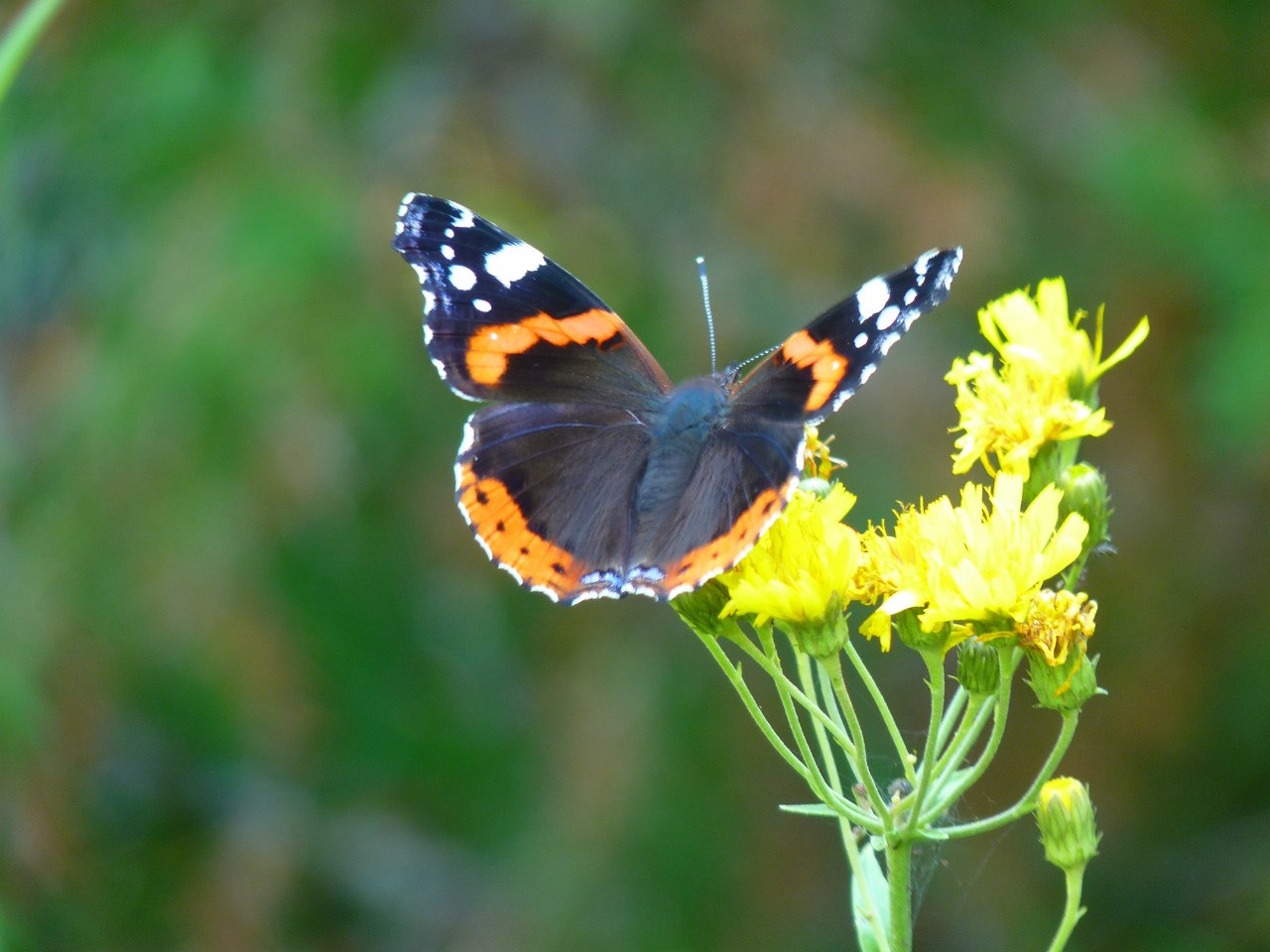 Богородица. Сияющий Мир