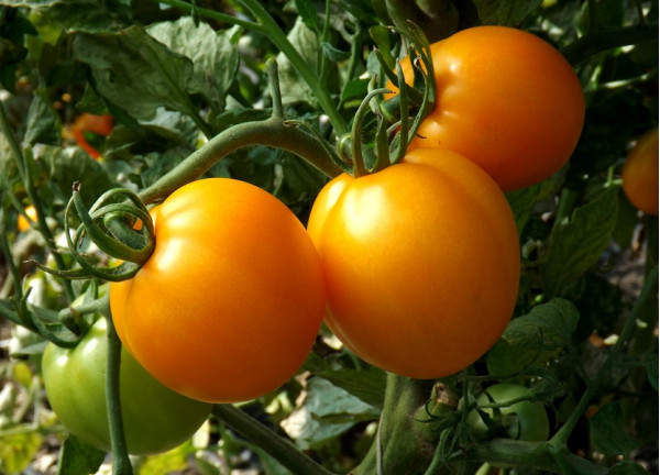 Песня. Помидоры мандаринового цвета