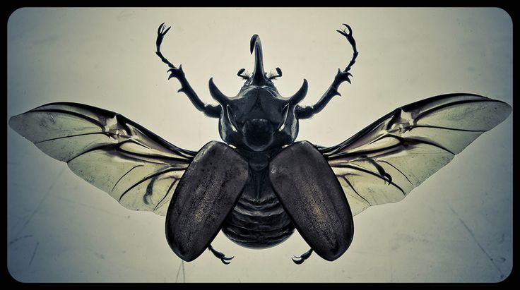 Жук- летчик, который не должен летать