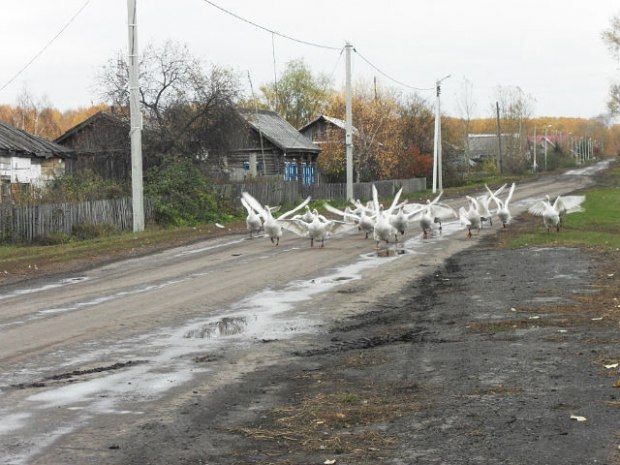 Идет стая гусей с речки
