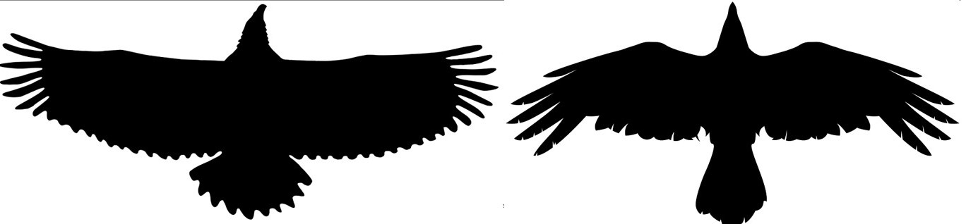 Трое из леса. Но сначала в лес. 2020 год