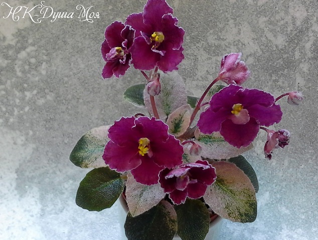 Душа моя, не покидай меня