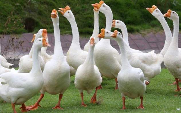 Гуси -стихи детям