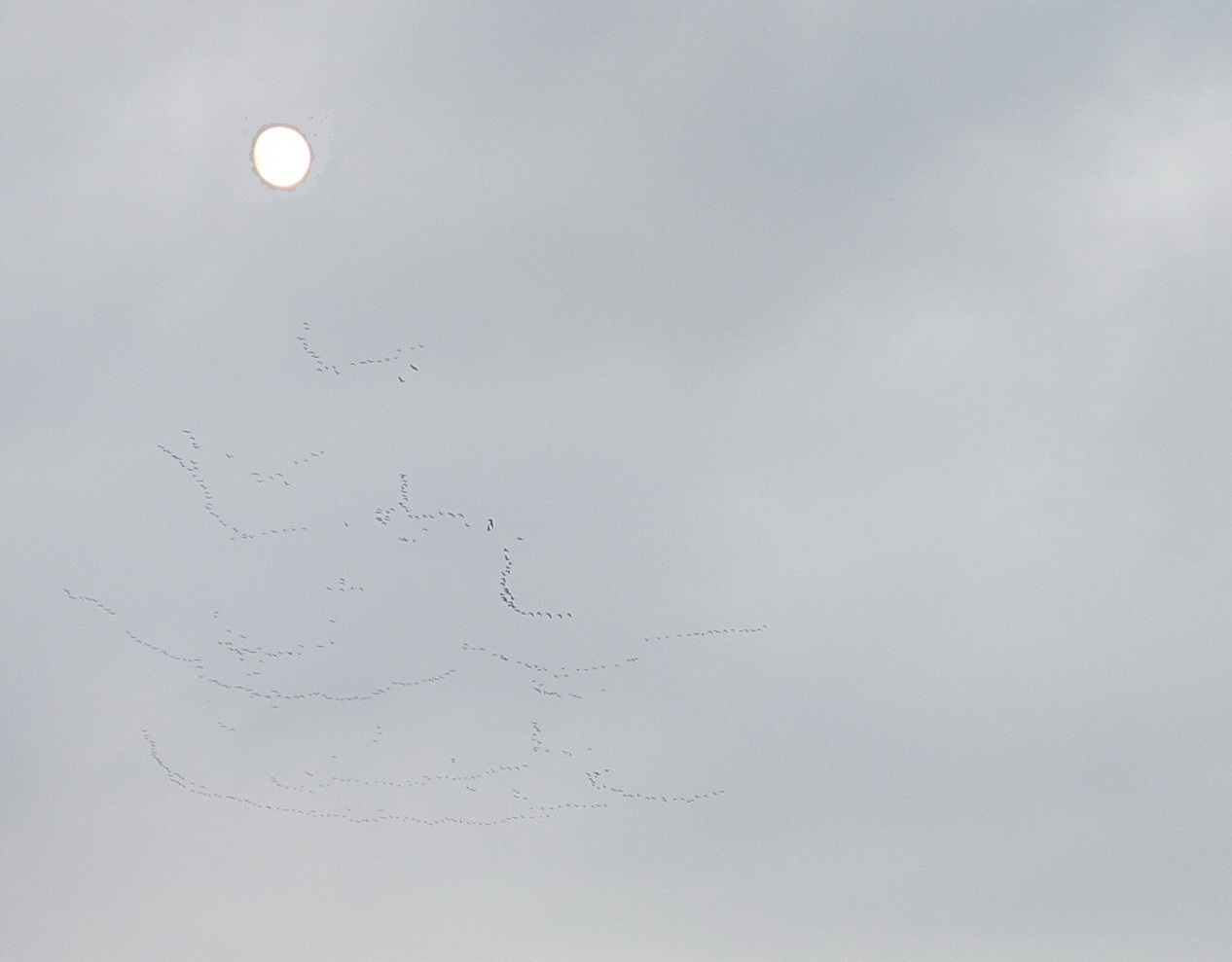 Взошла над станицей полная луна