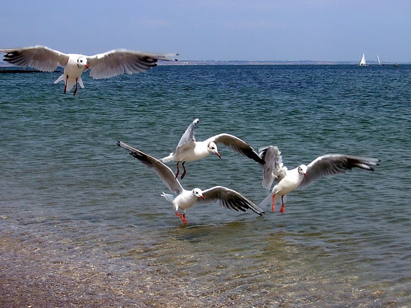 Куда пропали чайки?! миниатюра