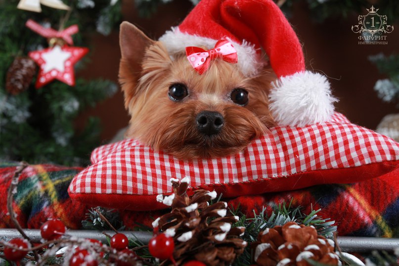 Удивительные новогодние превращения