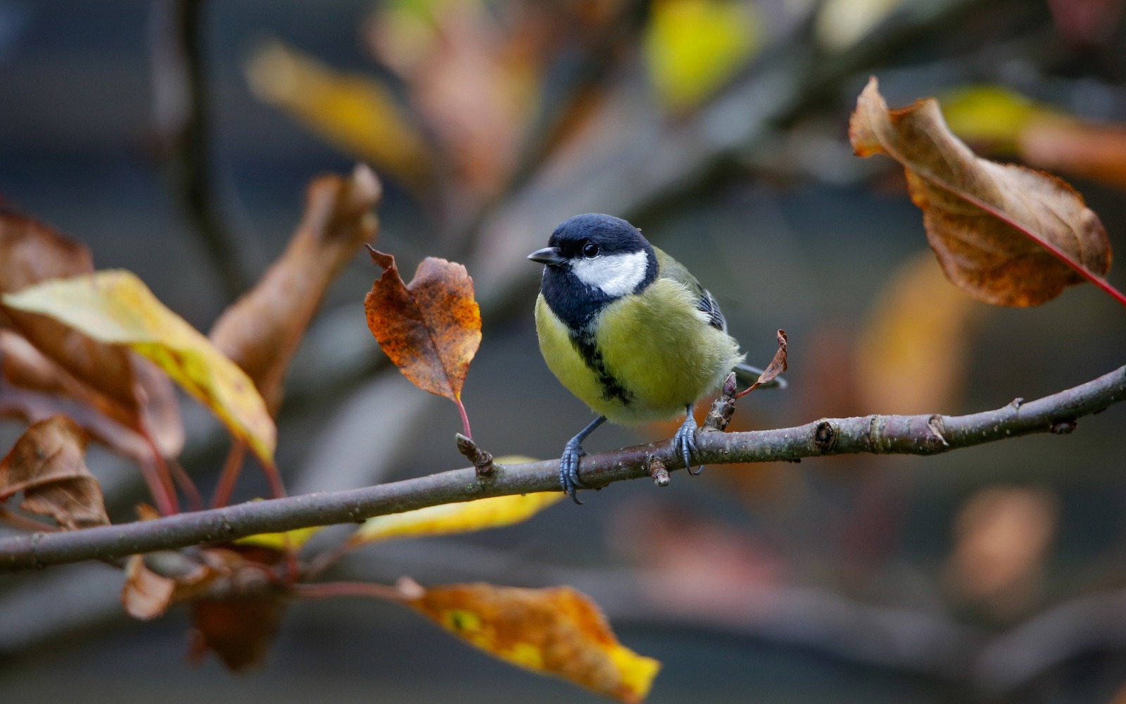 Синицы летают и в дождь