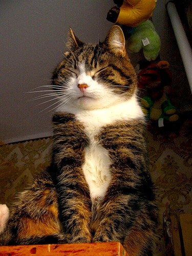 Чем полезен кот