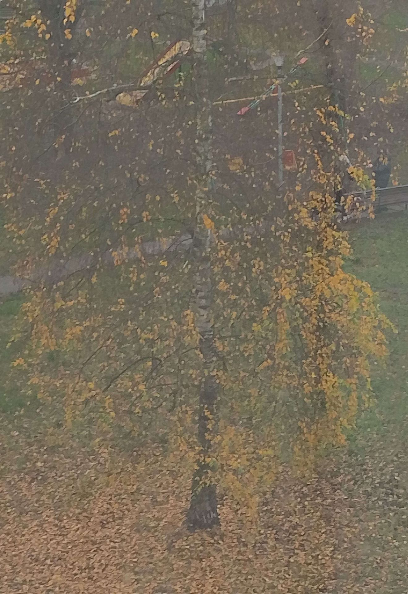 Моя Березка