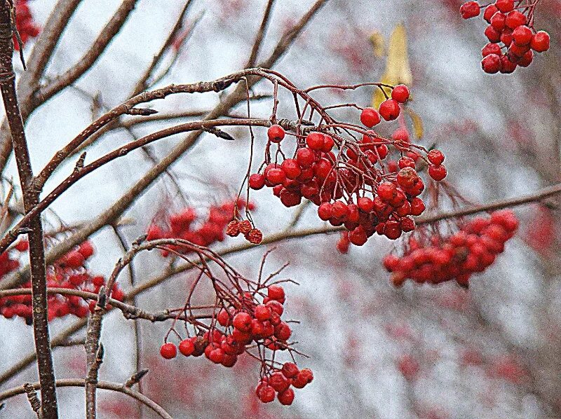 Грустная картина у двора