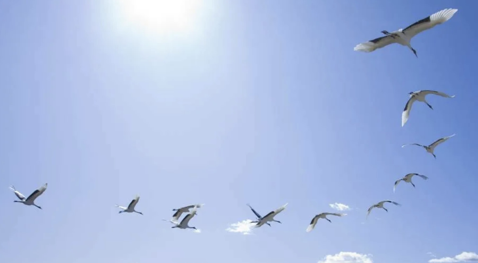 Белые журавли