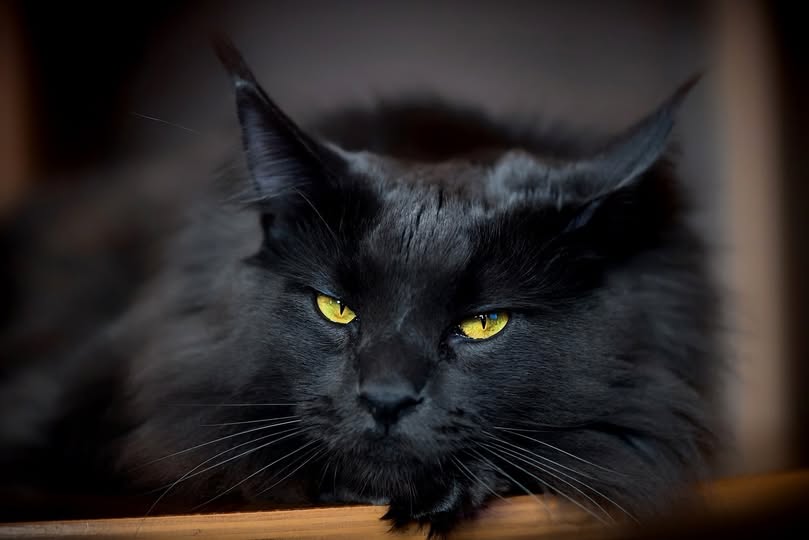 Бенкендорф