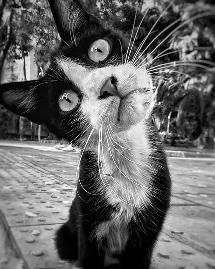 Суп с котом