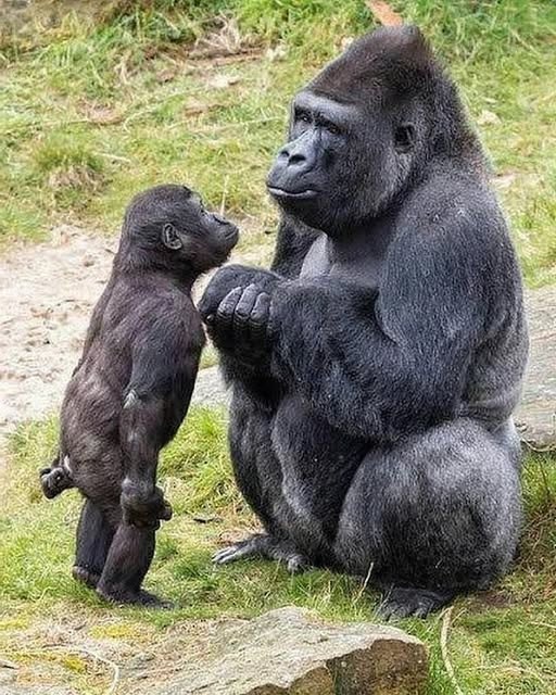 Миссия - стать человеком