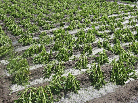 Здравствуй, милая картошка