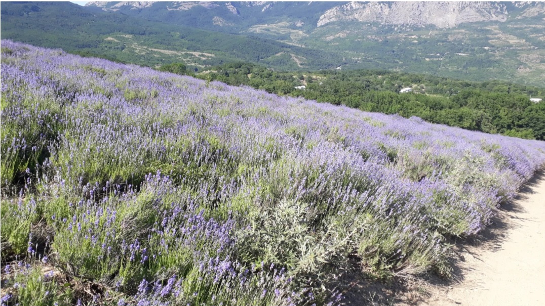 Ностальгия. На таджикском языке