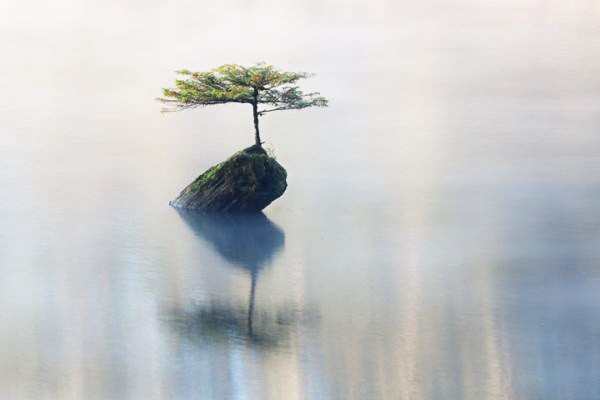 Она хотела быть сосной