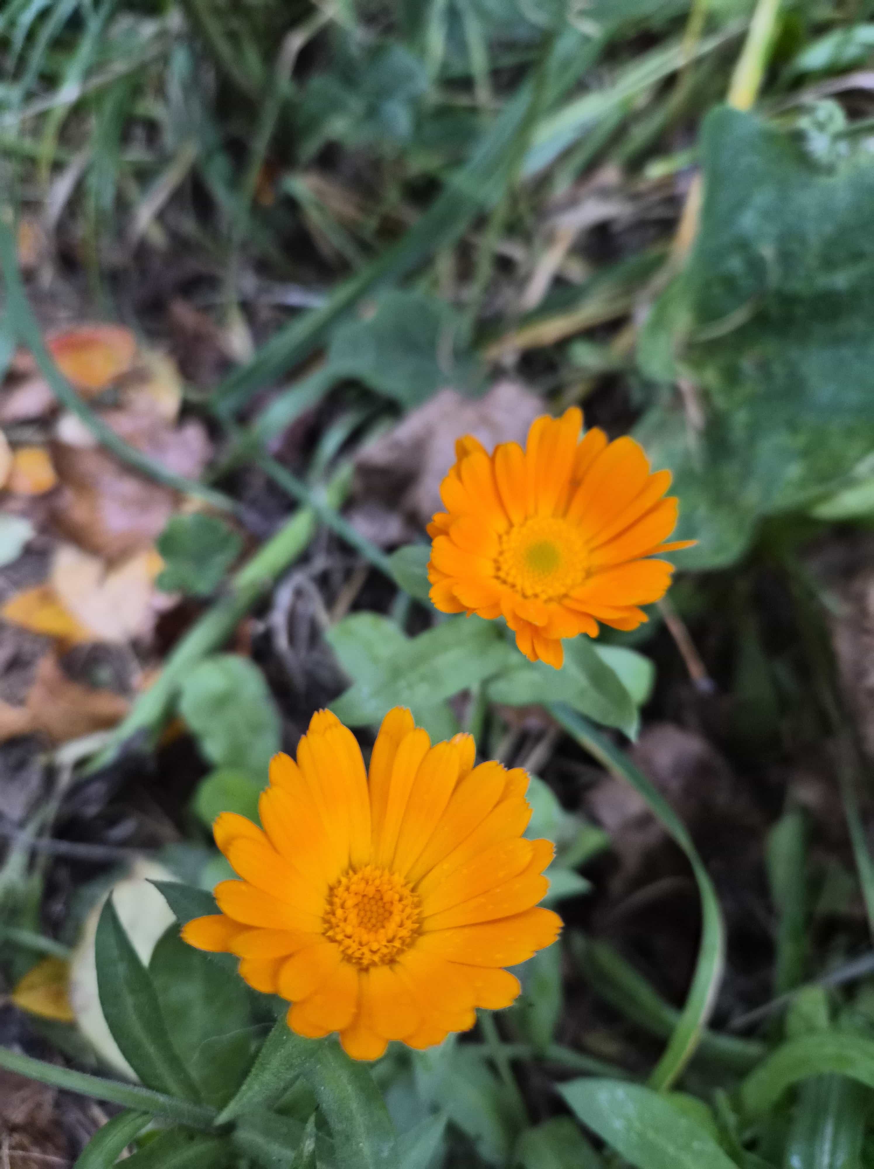 Два солнышка