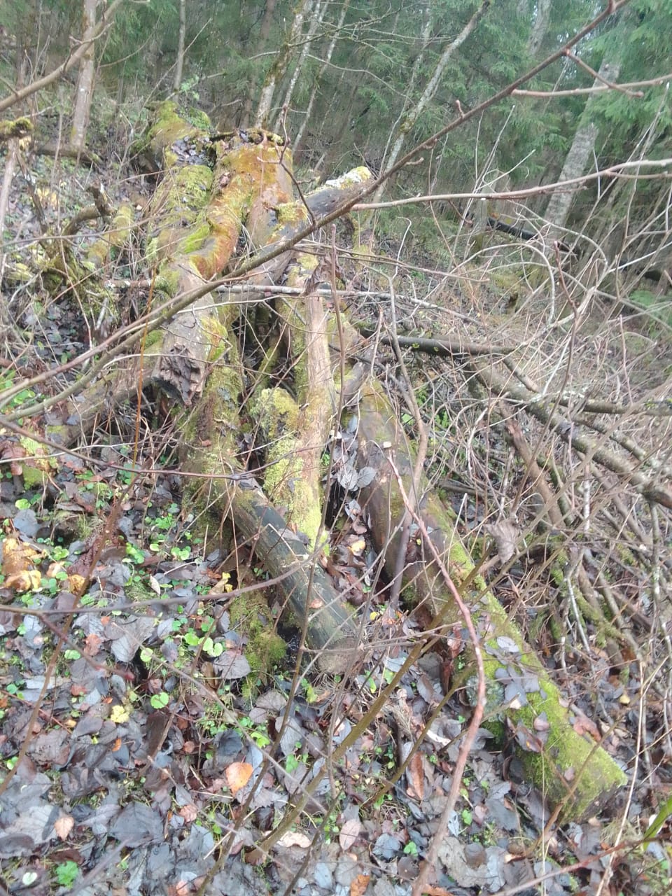 Королевы умирают стоя