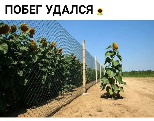 Побег удался