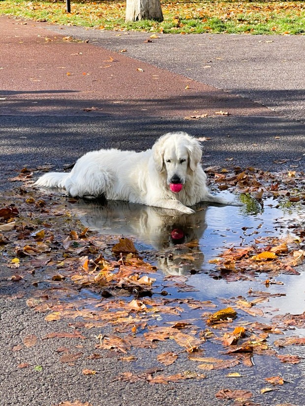 Пёсик и лужа