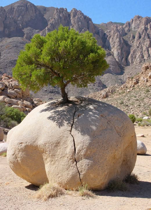 Ёжик в тумане - многовекторная Христоцентричность