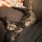 Неполадки в сонном царстве