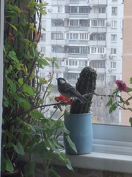 Балкон облепили...