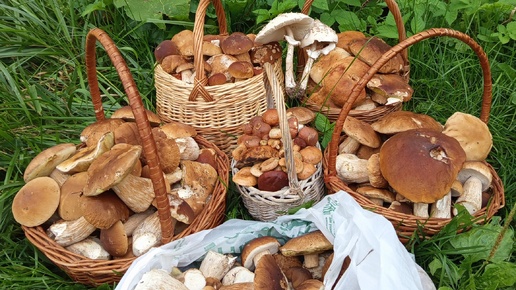 Народные медикаменты в лукошке