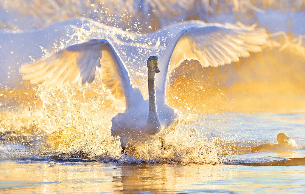 Расступитесь! Я взлетаю стихи