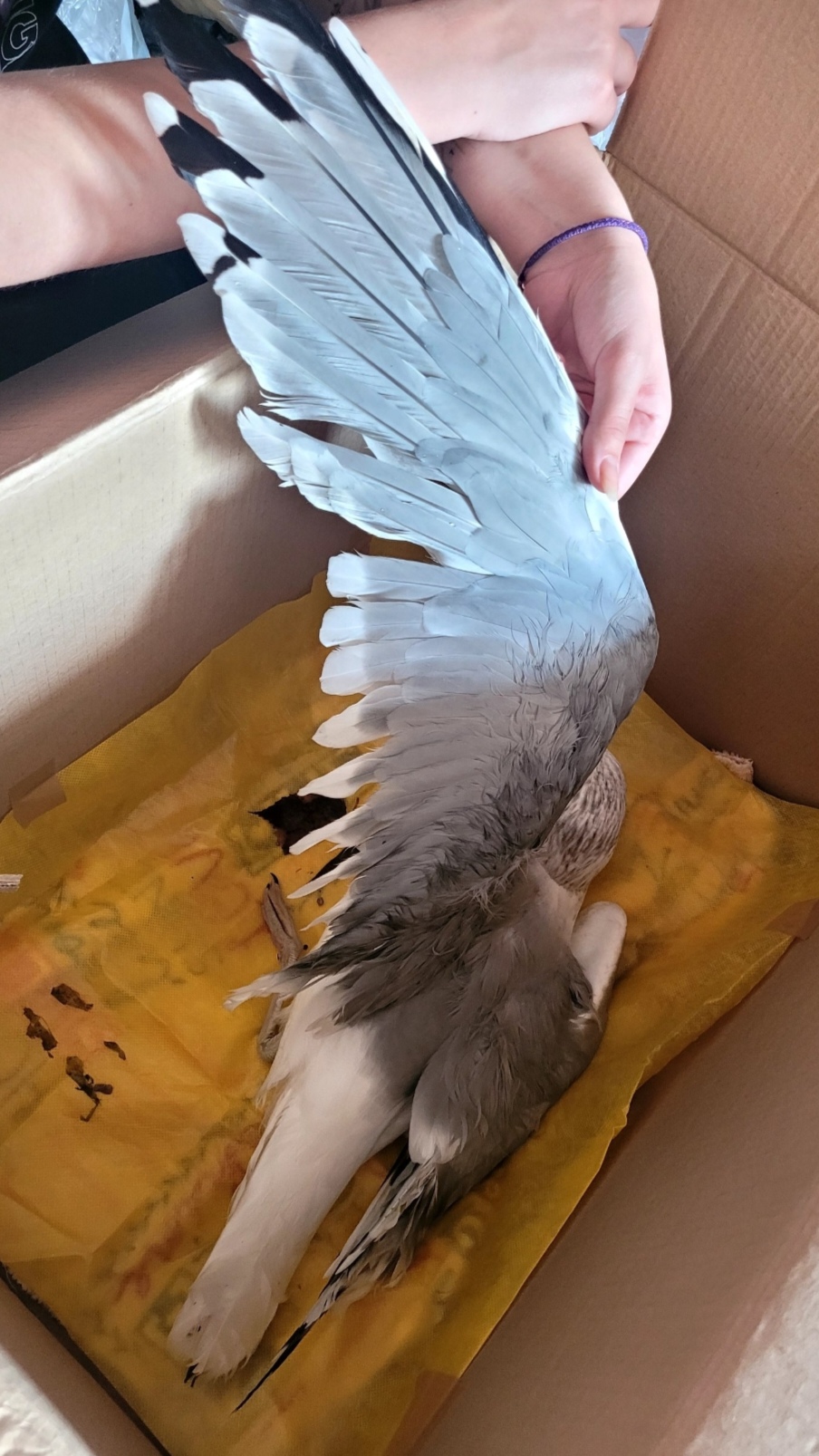 Неконтактный зоопарк или...