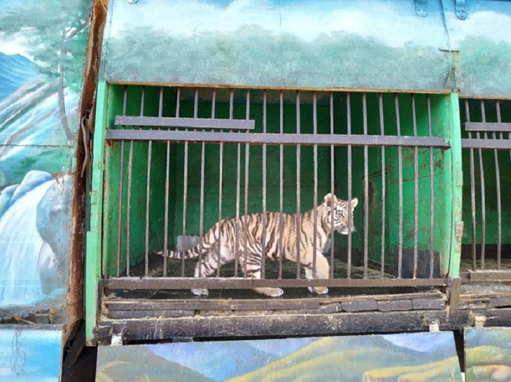 Судьба передвижного зоопарка