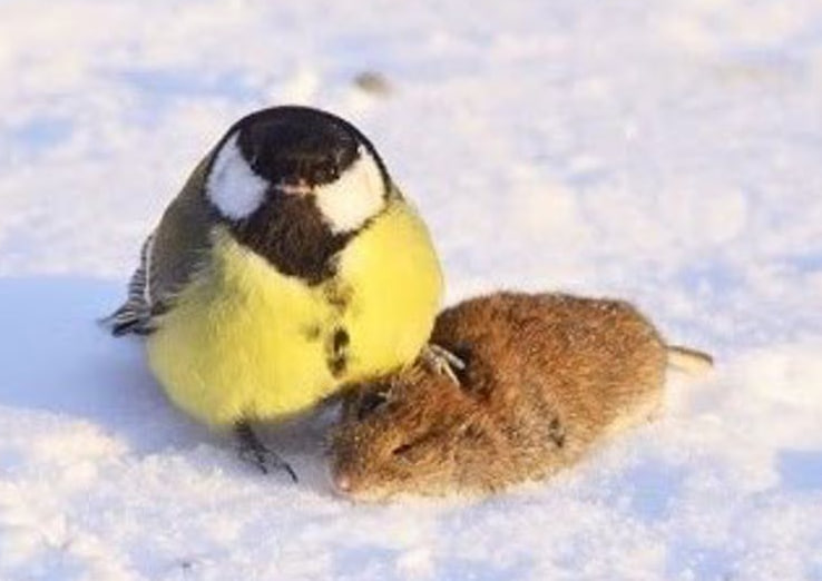 Еда и хищники