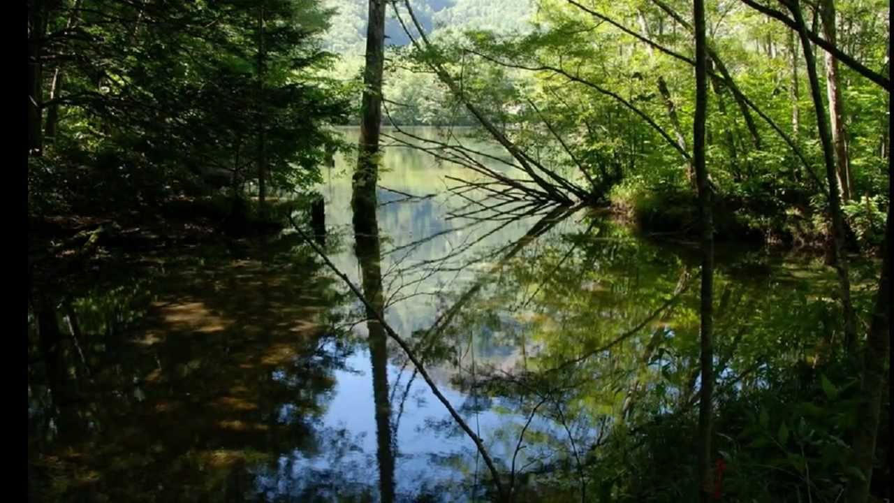 Гай ты мой зелёный