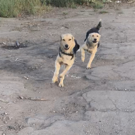 Неожиданная встреча