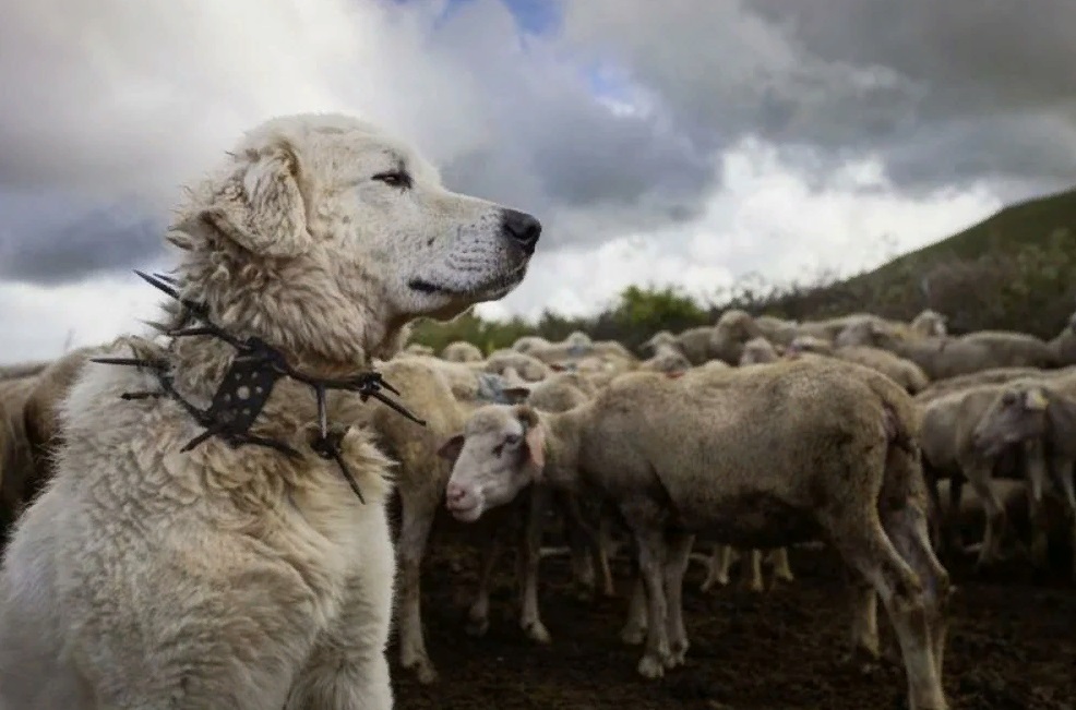 Ошейник -стихи