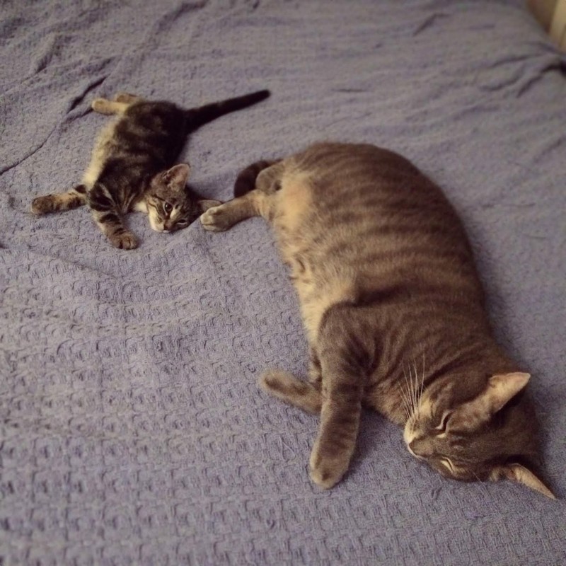 Сынок за папою бежал -стихи