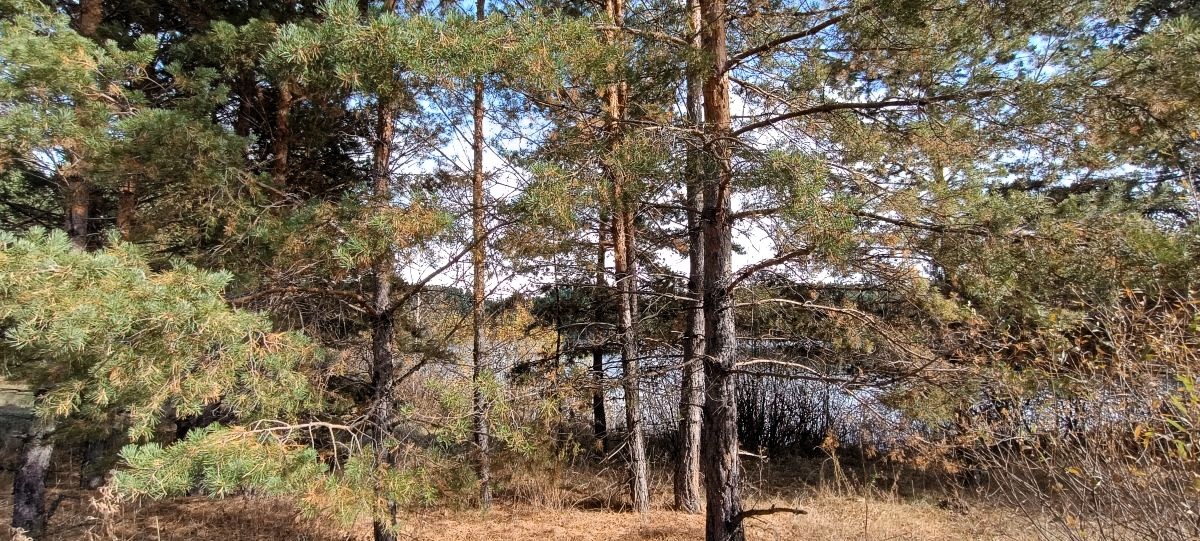 Времена моей далекой юности