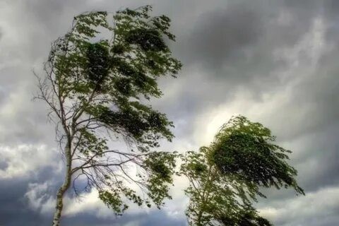 Деревья-камни