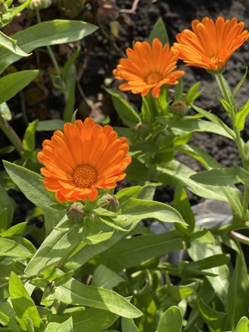 Цветы - солнышки