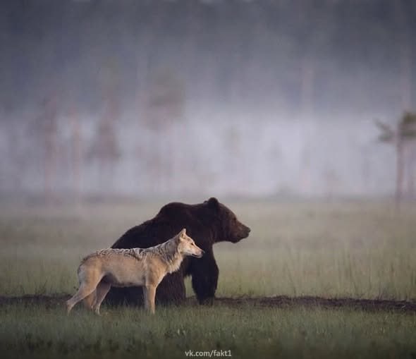 Медведь и волк