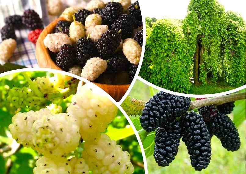 Лечебные свойства шелковицы. Из детства