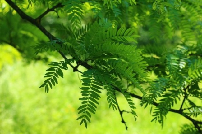 Ещё акации зелёные стоят