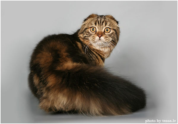 Записки кошки Кузи. Воскресенье. 16 ноября