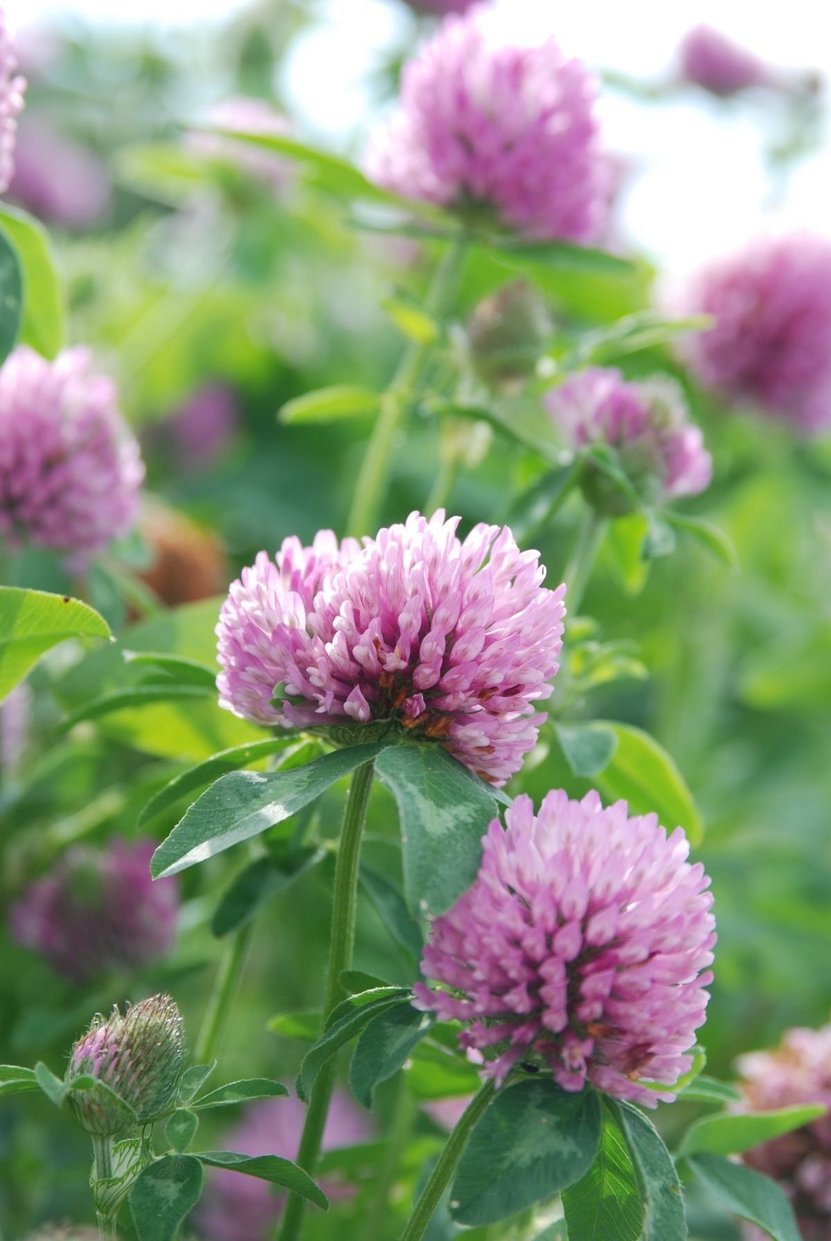 О Благоприятном Лете