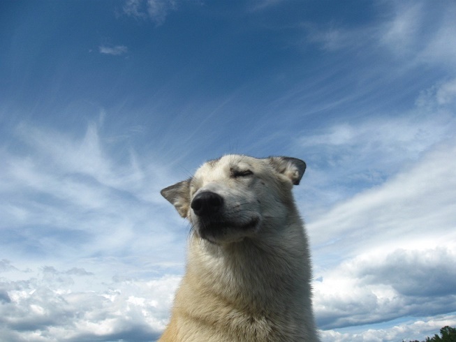 О лайках и о людях