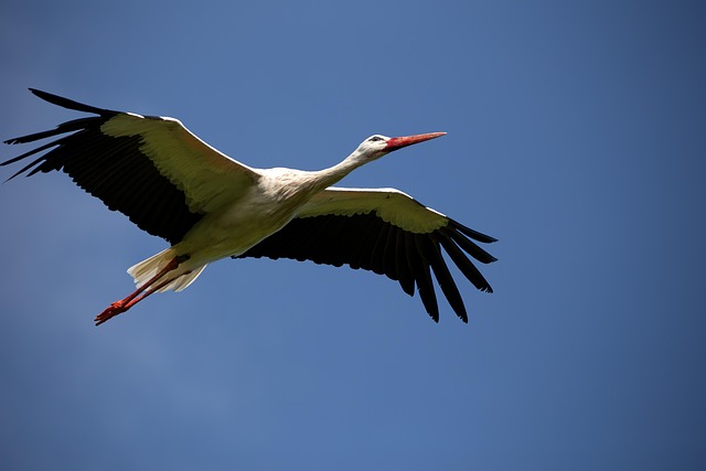 Что будет с белоруссией?